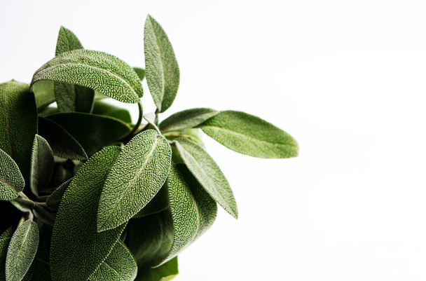 Sage plant brunch on white background isolated - Photo, Image