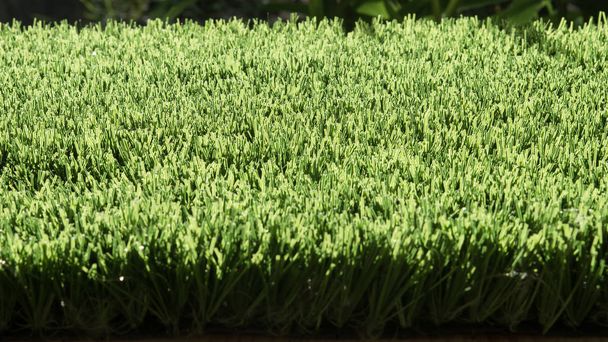 Sztuczna trawa z sunshine - Zdjęcie, obraz