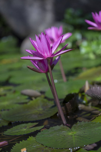 rosa Lotusblüten in einem Teich in Asien - Foto, Bild