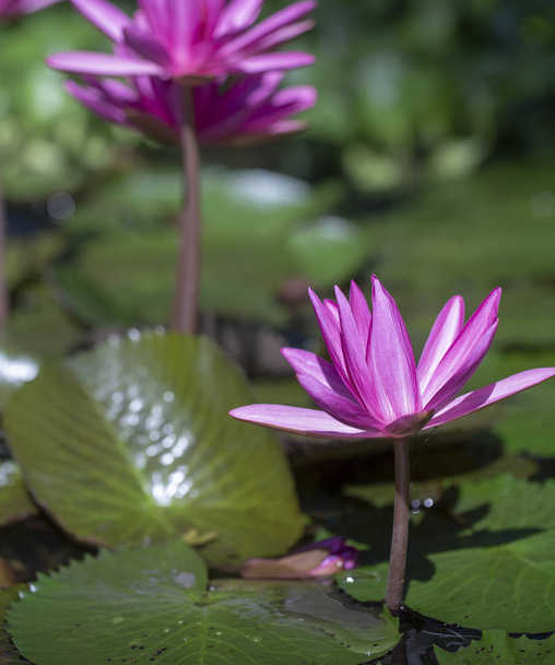 pink lotuses in a pond in Asia - Photo, Image