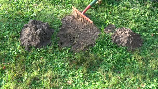 Removing fresh molehills on garden lawn grass - Footage, Video