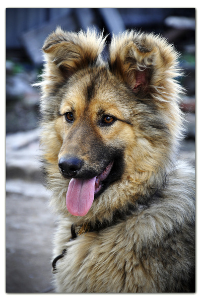The loyal dog - Photo, Image