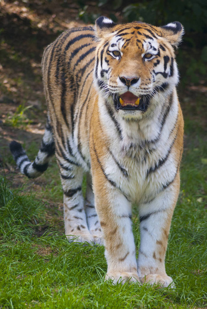 Tiger wild cat potrait hunting waiting for prey - Fotografie, Obrázek