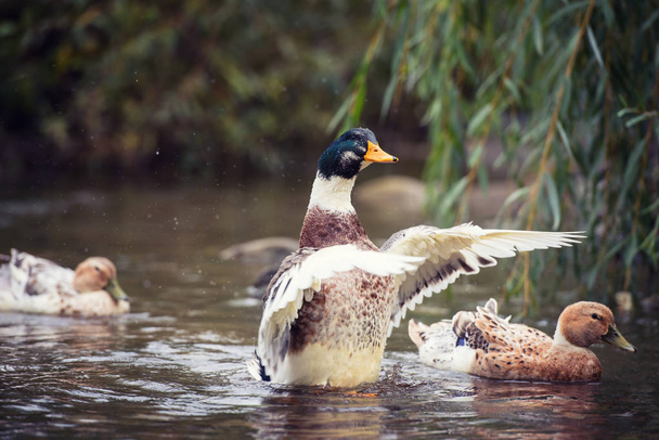 Mallard (wild duck) swimming in a pond, domesticated specimen with characteristic changes, nature background with a bird - Photo, Image