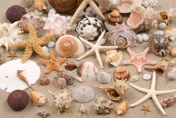 Seashell Background - Photo, Image