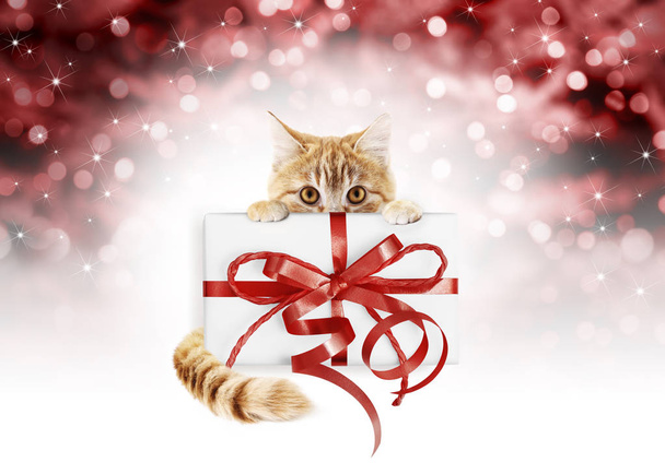 赤いリボン弓、ペット ショップや獣医クリニック クリスマス赤ぼかしライト背景、看板やプレゼント カードに分離された生姜猫示すギフト パッケージ - 写真・画像