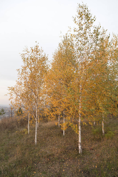 Few goldish birch trees at the autumn. It is vertical image of a landscape. - Foto, Bild