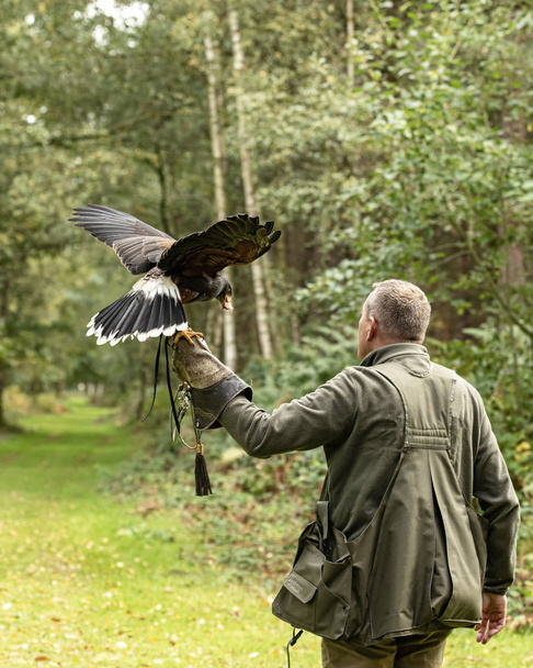 Reino Unido, Sherwood Forrest, Nottinghamshire Birds of Prey Event - Octubre 2018: Harris Hawk en cautiverio regresa a su guante de manejador
 - Foto, Imagen