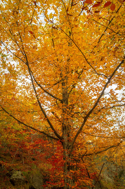 Otoño en Cozia, Montañas Cárpatos, Rumania. Vacaciones coloridas de otoño. Colores vivos de otoño en el bosque. Paisaje de la naturaleza con luz solar a través de ramas de árboles
. - Foto, Imagen