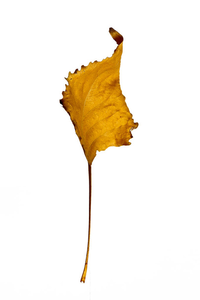 Autumn leaf poplar, isolated on a white background, as a graphic resource. - Foto, Imagem