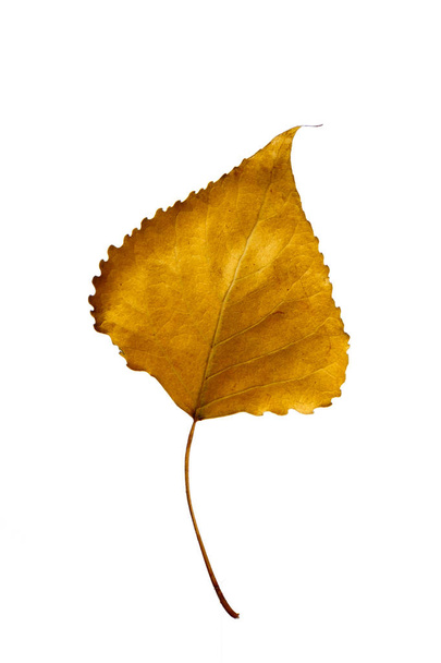 Álamo de hoja de otoño, aislado sobre un fondo blanco, como recurso gráfico
. - Foto, imagen