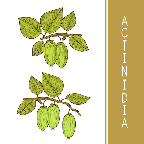 Actinidia. Kiwi. Fruit, leaves, branch. Color. Sketch. Set. - Vector, Image