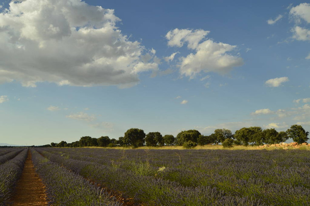 Forêt de chêne Holm à côté de rangées de lavande avec un ciel avec de beaux nuages dans une prairie Brihuega. Nature, Plantes, Odeurs, Paysages. 8 septembre 2018. Brihuega, Guadalajara
. - Photo, image