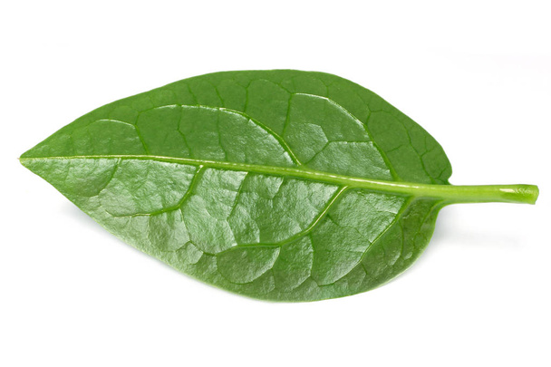 Malabar-Spinat auf weißem Hintergrund - Foto, Bild