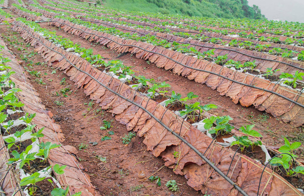 Mountain agriculture field. Vegetable plantation scene in Mon Cham a hill ridge in the area of Mong Nong Hoi village, Mae Rim. Chiang Mai Thailand - Photo, Image
