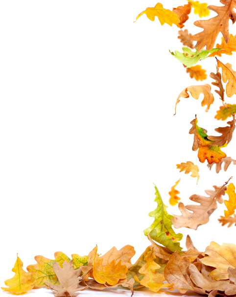 Őszi levelek keret - Fotó, kép