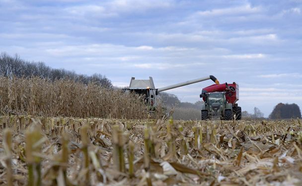 Cosechadora de maíz y tractor en maíz
 - Foto, imagen