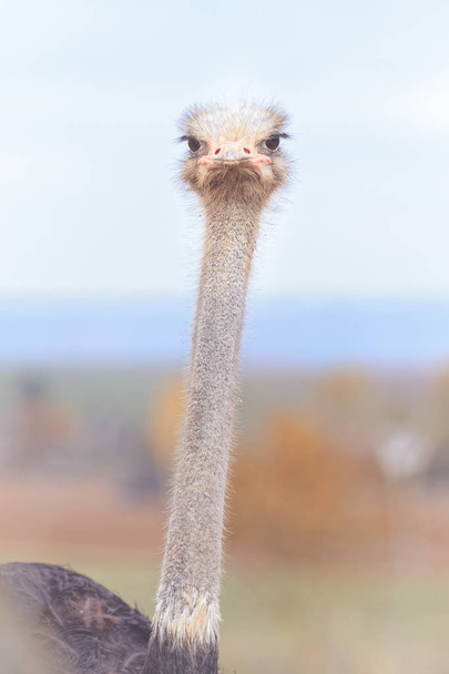 Смішна похмурість страуса, людський вираз
. - Фото, зображення