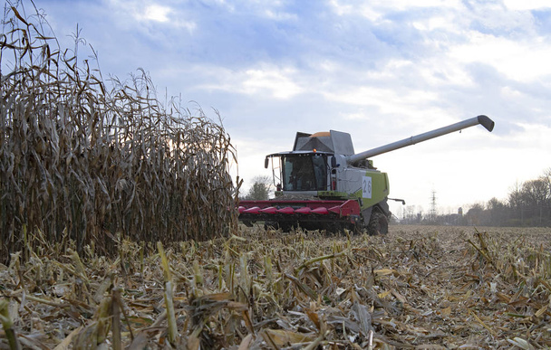 récolte de champ de maïs avec combiner au début de l'automne - Photo, image