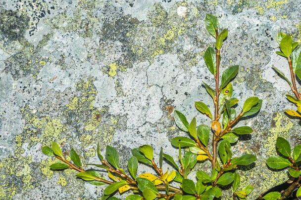 Söğüt (Salix L.) Şube, dağlarda kaya üzerinde sürünen. - Fotoğraf, Görsel