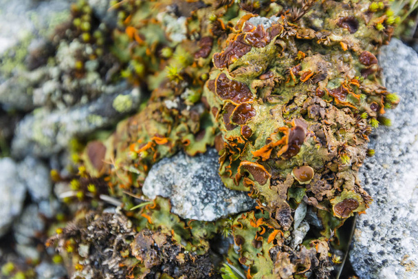 Крупный план на thallus lichen Solorina crocea (L.) Ach. происходящие в естественной среде
. - Фото, изображение