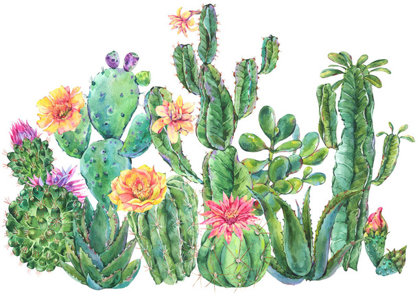 Eksoottinen luonnollinen vintage akvarelli kukkivat kaktus onnittelukortti. Kaktus, mehukas, kukkia. Kasvitieteellinen eristetty luonnollinen kuvitus valkoisella pohjalla
 - Valokuva, kuva