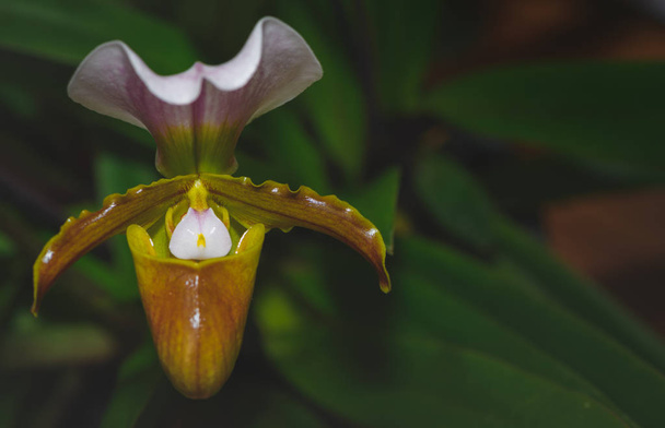 Frauenschuh-Orchidee, auch als Frauenschuh-Orchidee oder Pantoffel-Orchidee (cypripedioideae paphiopedilum) bekannt), - Foto, Bild