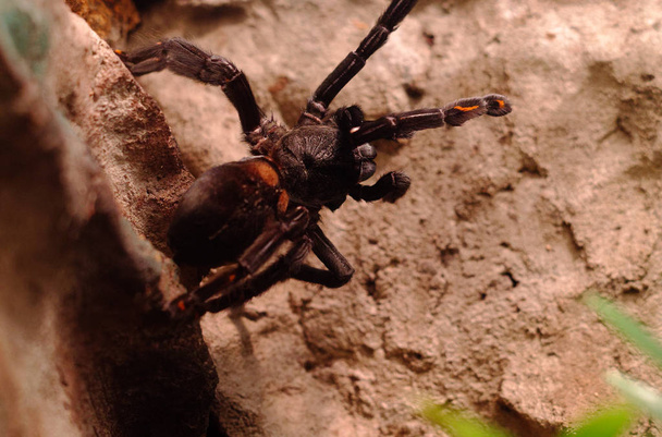 Tarantula egy terrárium, a narancssárga jelölések - Fotó, kép