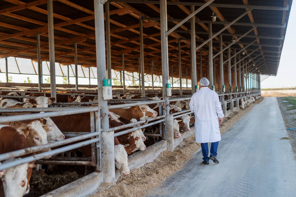 Weterynarz sprawdzanie krów w gospodarstwie krowy. - Zdjęcie, obraz
