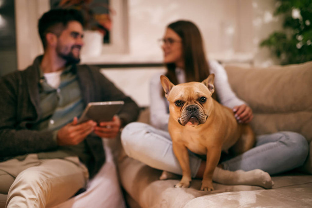Couple enjoying evening and sitting in living room. Man holding tablet and woman petting dog. Selective focus on dog. - Photo, Image