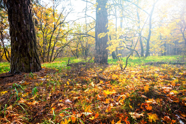 beautiful autumn forest at the sunset - 写真・画像