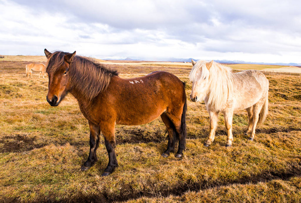 Cavalos Islandeses. Belos cavalos islandeses na Islândia. Grupo de cavalos islandeses em pé no campo com fundo de montanha
. - Foto, Imagem