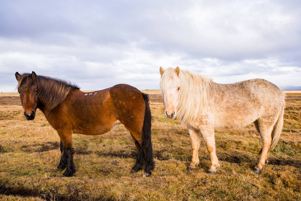 Icelandic Horses. Hermosos caballos islandeses en Islandia. Grupo de caballos islandeses de pie en el campo con fondo de montaña
. - Foto, Imagen