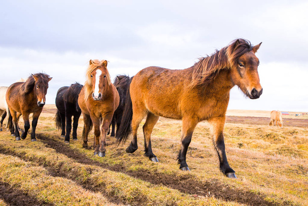 Icelandic Horses. Hermosos caballos islandeses en Islandia. Grupo de caballos islandeses de pie en el campo con fondo de montaña
. - Foto, imagen