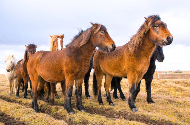 IJslandse paarden. Prachtige IJslandse paarden in IJsland. Groep van IJslandse paarden staan in het veld met de berg achtergrond. - Foto, afbeelding