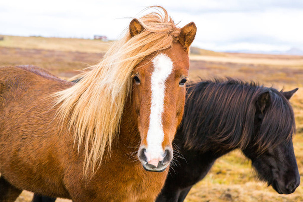 Cavalli islandesi. Bellissimi cavalli islandesi in Islanda. Gruppo di cavalli islandesi in piedi nel campo con sfondo di montagna
. - Foto, immagini