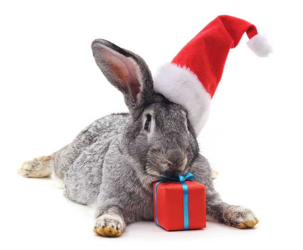 Rabbit in a Christmas hat isolated on white background. - Foto, Bild