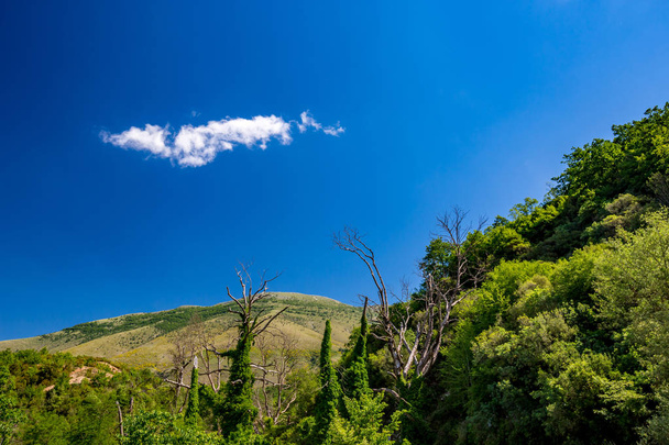 Hermosa vista del paisaje diurno de primavera cerca de la primavera Blue Eye alias Syri i Kalter cerca de la ciudad de Muzine en Albania. Árbol muerto sin hojas y una nube blanca
 - Foto, imagen