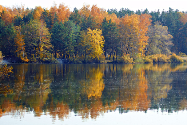 Lago de otoño en el bosque. Reflejo de agua con árboles amarillos de otoño
. - Foto, imagen