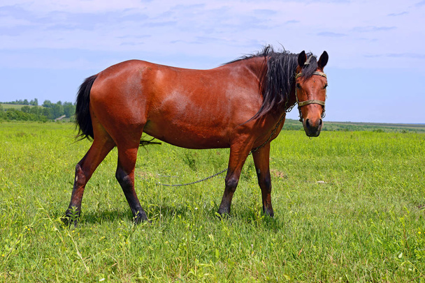 Ló a nyári legelőn - Fotó, kép