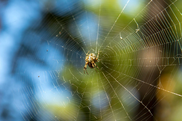 Detail zahradního pavouka v sadě webových souborů. Araneus Wikidruzích. - Fotografie, Obrázek