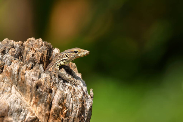 Lizard in a hollow tree trunk from Sri Lanka - Foto, imagen
