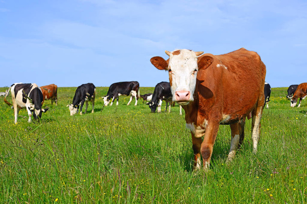 Lehmät kesälaitumella - Valokuva, kuva