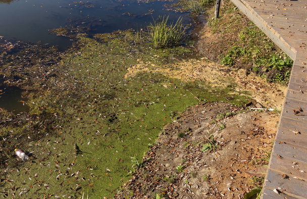 Βάλτε φύκια. Πράσινα μοντέλα της φύκια στο νερό. Bog με οργανική ρύπανση λόγω λυμάτων. Νερό που μολύνεται από λίμνη ήταν καλυμμένο με φύκια. Άσχημη πράσινο βάλτο. επιφάνεια της λίμνης με πράσινα φύκια. Φύκια - Φωτογραφία, εικόνα