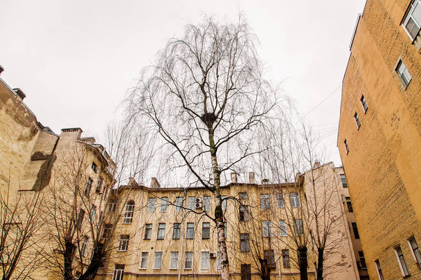 a tree in the yard in the downtown of Saint Petersburg - Photo, image