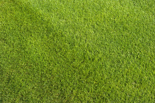 Grass - Photo, Image