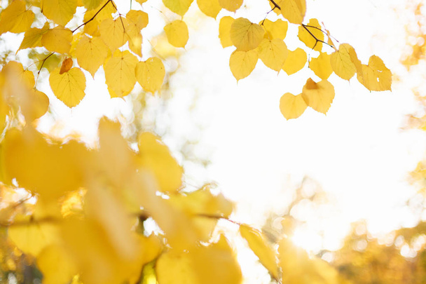 Φωτεινό το φθινόπωρο τα φύλλα στον κλάδο στο δάσος - Φωτογραφία, εικόνα