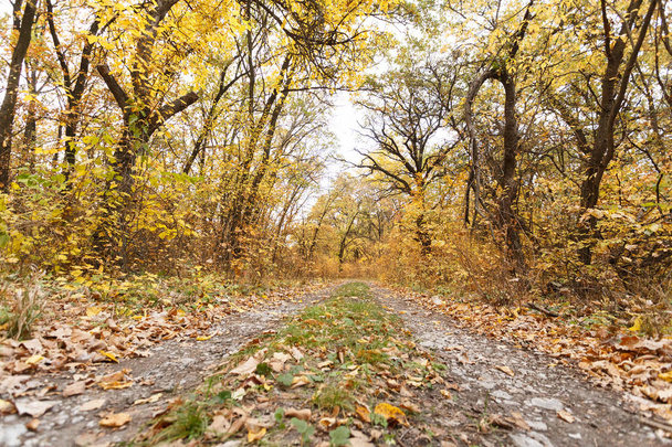 Φθινόπωρο δάσος τοπίο με πεσμένα φύλλα στο δρόμο - Φωτογραφία, εικόνα
