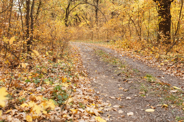 Осенний лесной пейзаж с опавшими листьями на дороге
 - Фото, изображение