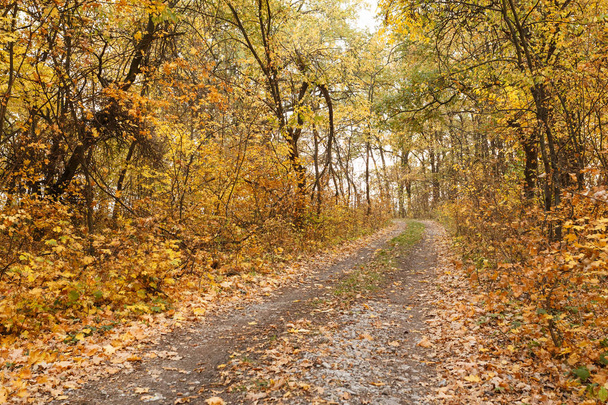 Autumn forest scenery with fallen leaves on the road - Valokuva, kuva